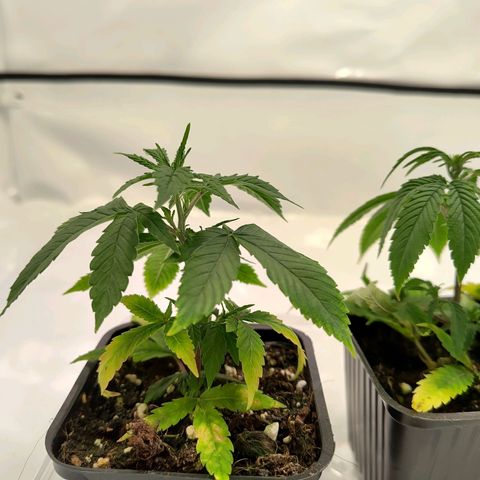 Sturmtief SABINE growlog timeline photo