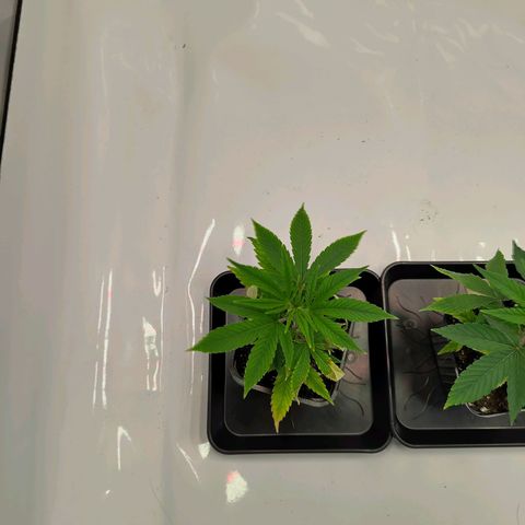 Sturmtief SABINE growlog timeline photo