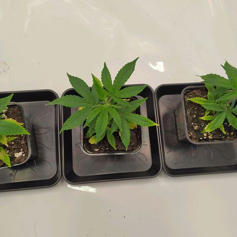 Sturmtief SABINE growlog timeline photo