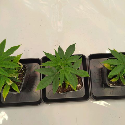 Sturmtief SABINE growlog timeline photo