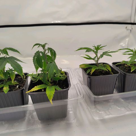 Sturmtief SABINE growlog timeline photo