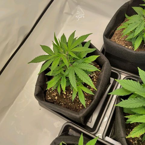Sturmtief SABINE growlog timeline photo