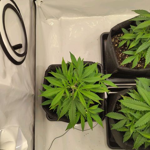 Sturmtief SABINE growlog timeline photo