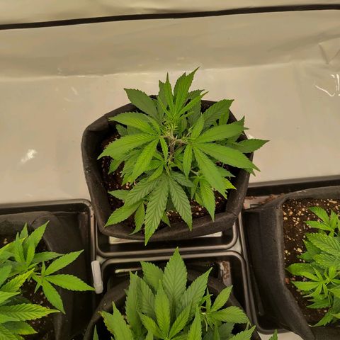 Sturmtief SABINE growlog timeline photo