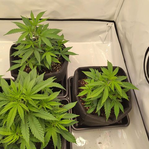 Sturmtief SABINE growlog timeline photo