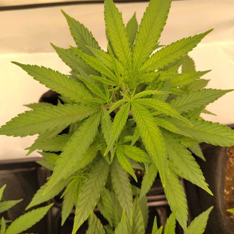 Sturmtief SABINE growlog timeline photo