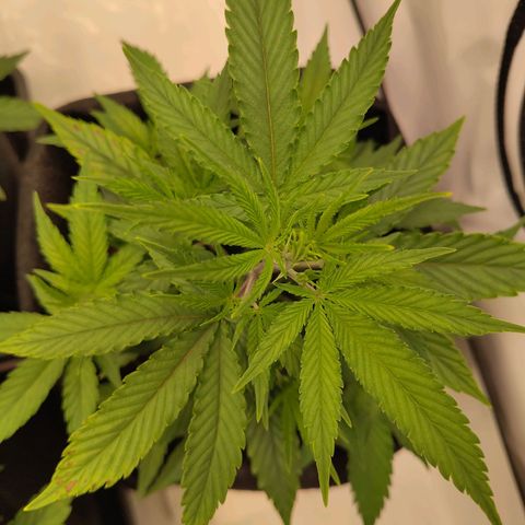 Sturmtief SABINE growlog timeline photo