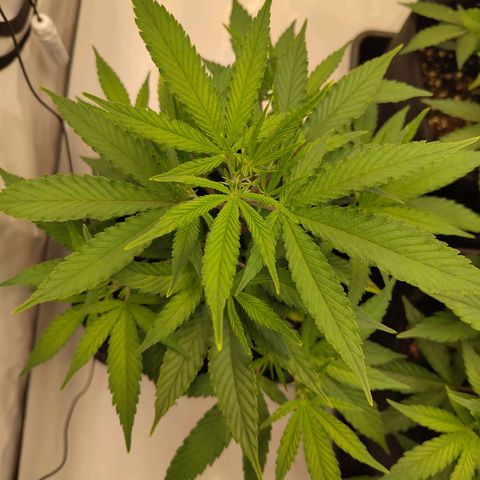 Sturmtief SABINE growlog timeline photo