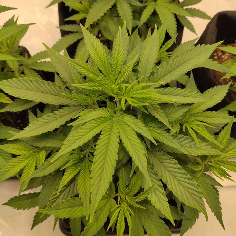Sturmtief SABINE growlog timeline photo