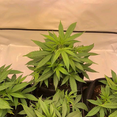Sturmtief SABINE growlog timeline photo