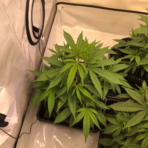 Sturmtief SABINE growlog timeline photo