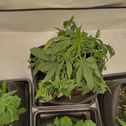 Sturmtief SABINE growlog timeline photo
