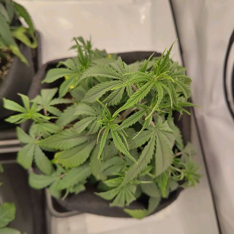 Sturmtief SABINE growlog timeline photo