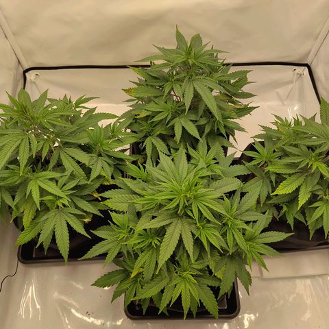 Sturmtief SABINE growlog timeline photo