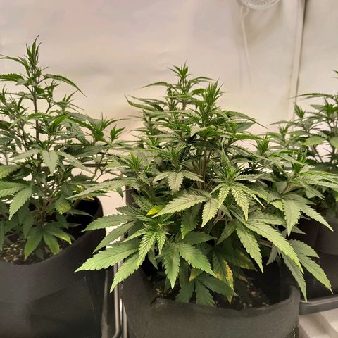 Sturmtief SABINE growlog timeline photo