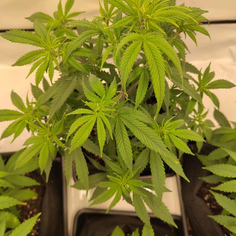 Sturmtief SABINE growlog timeline photo