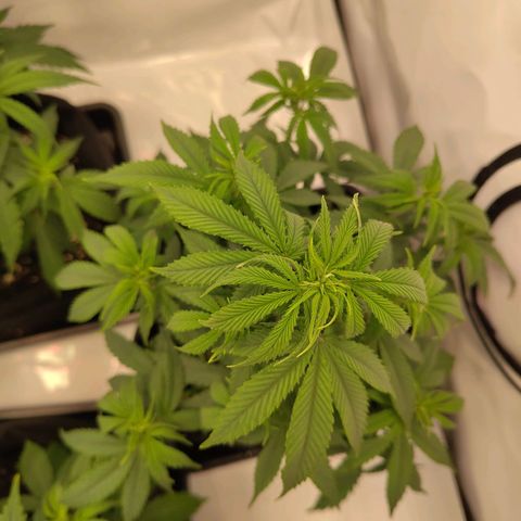 Sturmtief SABINE growlog timeline photo