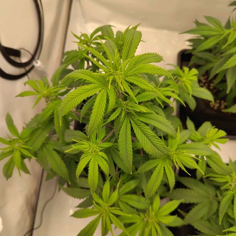 Sturmtief SABINE growlog timeline photo