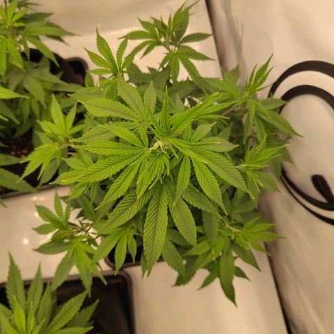 Sturmtief SABINE growlog timeline photo