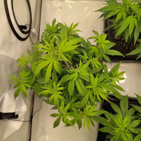 Sturmtief SABINE growlog timeline photo