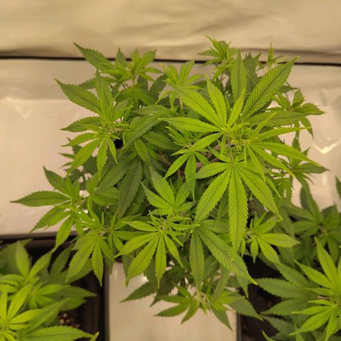 Sturmtief SABINE growlog timeline photo
