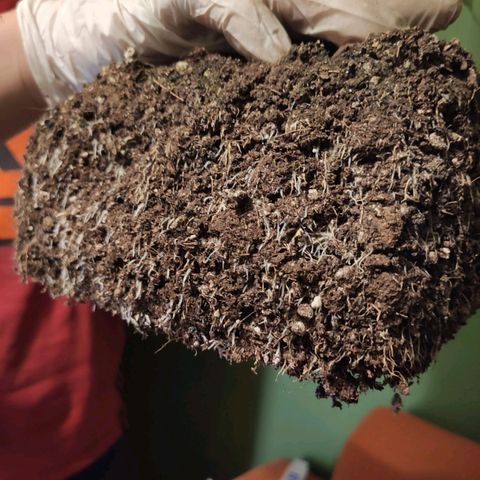 Sturmtief SABINE growlog timeline photo