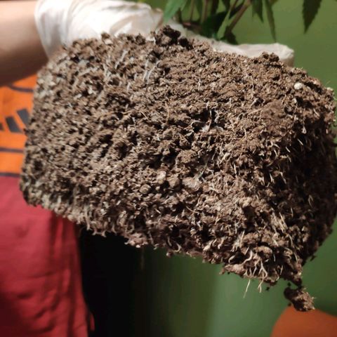 Sturmtief SABINE growlog timeline photo