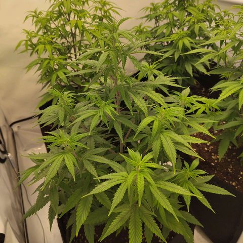 Sturmtief SABINE growlog timeline photo