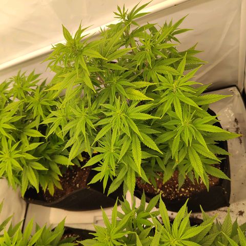 Sturmtief SABINE growlog timeline photo