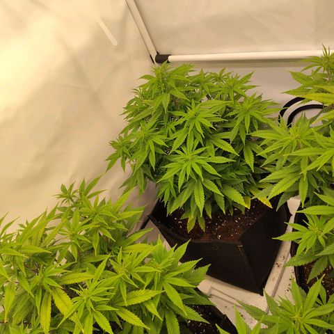 Sturmtief SABINE growlog timeline photo