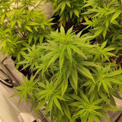 Sturmtief SABINE growlog timeline photo