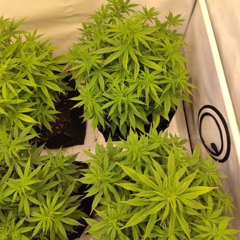 Sturmtief SABINE growlog timeline photo