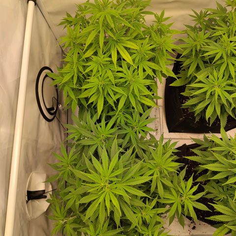 Sturmtief SABINE growlog timeline photo