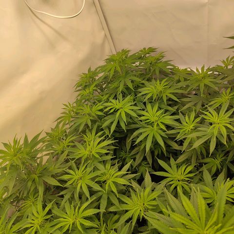 Sturmtief SABINE growlog timeline photo