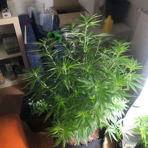 Sturmtief SABINE growlog timeline photo