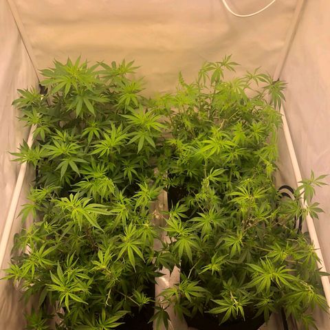 Sturmtief SABINE growlog timeline photo
