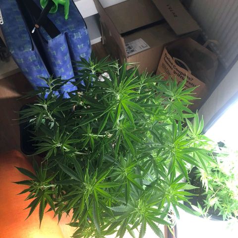 Sturmtief SABINE growlog timeline photo