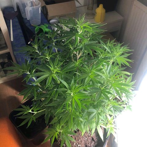 Sturmtief SABINE growlog timeline photo