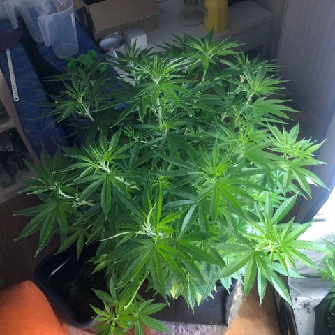 Sturmtief SABINE growlog timeline photo