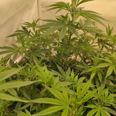 Sturmtief SABINE growlog timeline photo