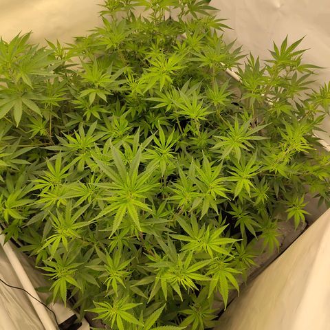 Sturmtief SABINE growlog timeline photo