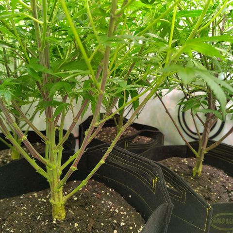 Sturmtief SABINE growlog timeline photo
