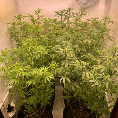 Sturmtief SABINE growlog timeline photo