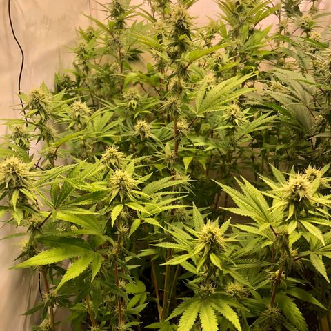 Sturmtief SABINE growlog timeline photo