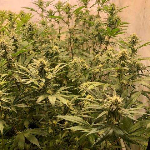 Sturmtief SABINE growlog timeline photo