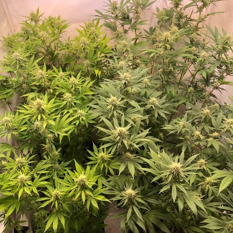 Sturmtief SABINE growlog timeline photo