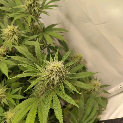 Sturmtief SABINE growlog timeline photo