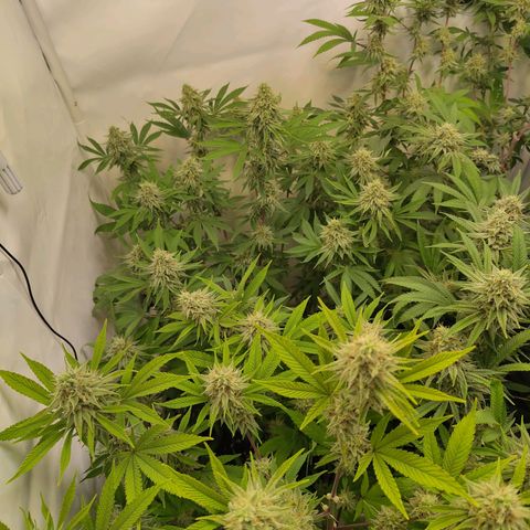 Sturmtief SABINE growlog timeline photo