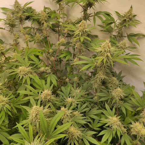 Sturmtief SABINE growlog timeline photo