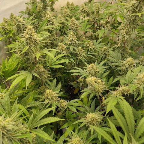 Sturmtief SABINE growlog timeline photo